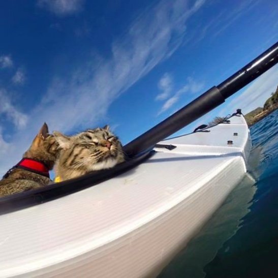 Як двоє котів-безхатченків стали знаменитими мандрівниками - фото 4