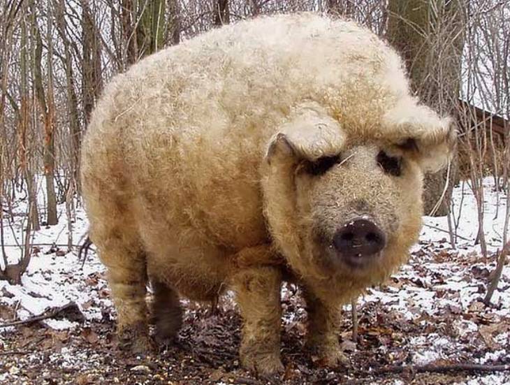На Закарпатті є унікальні ферми "овечих свиней" - фото 2