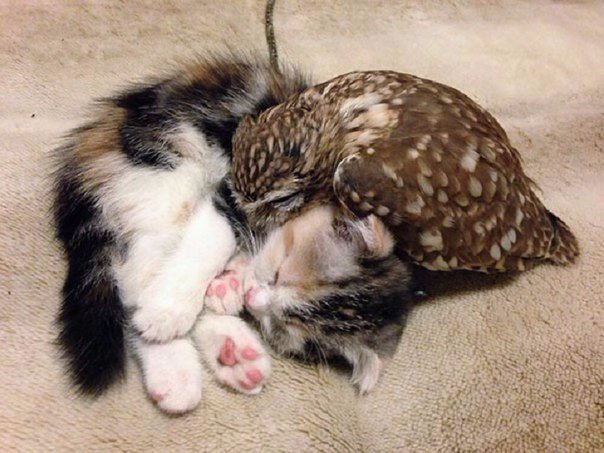 Як виглядає зворушлива дружба сови і кошеняти - фото 1