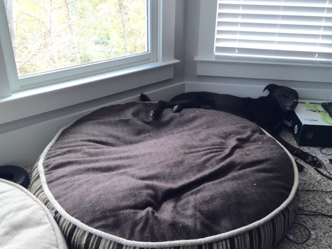 Нестандартний підхід: Як чудернацько собаки бачать комфортний сон - фото 2