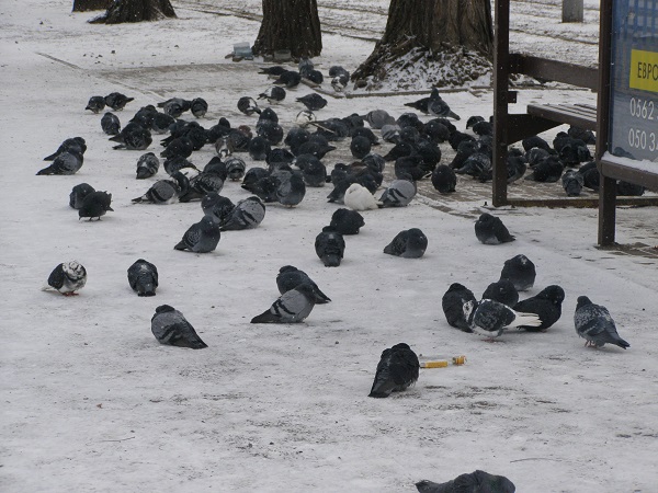 1 січня у Дніпропетровську: викинуті ялинки, голуби з пляшками і Діди Морози  - фото 3