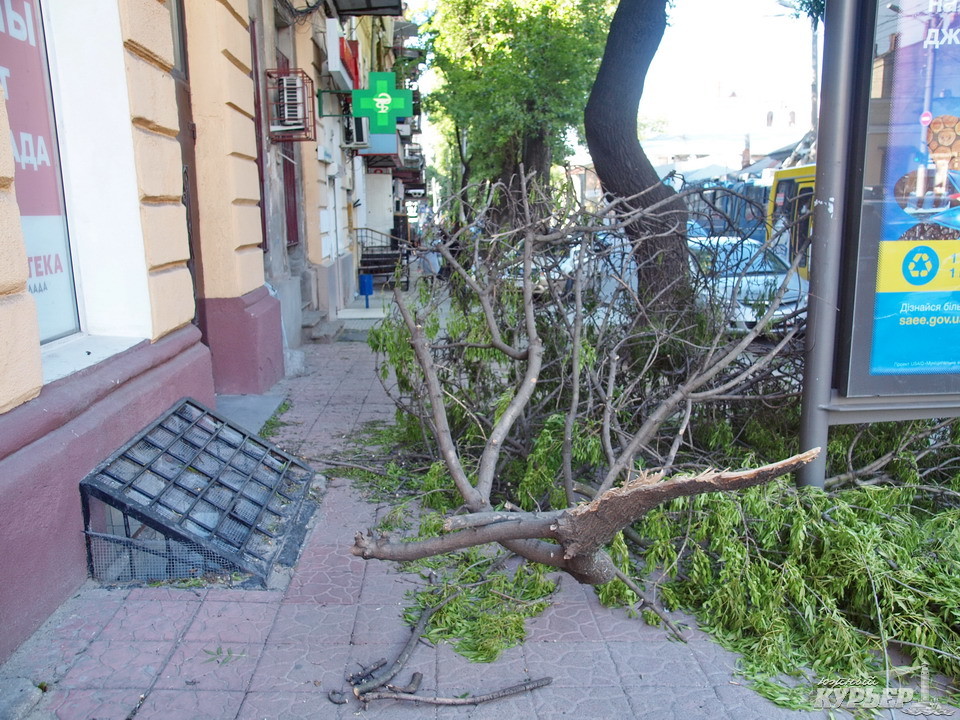 У центрі Одеси на тротуар падають величезні гілки трухлявого дерева - фото 1