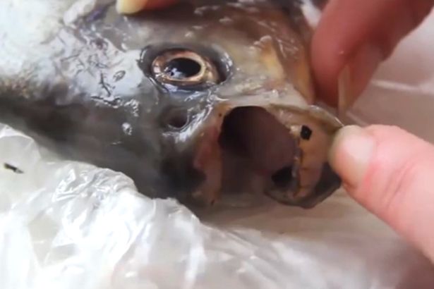 На Росії виловили страшнючу рибу з людськими зубами - фото 2