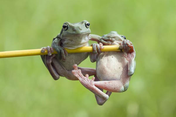Як жаби гімнастикою займаються (ФОТО) - фото 3