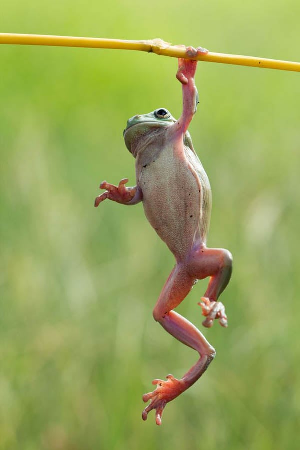 Як жаби гімнастикою займаються (ФОТО) - фото 4