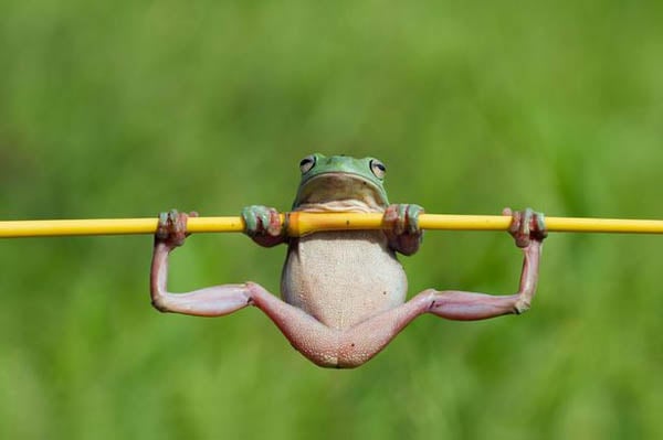 Як жаби гімнастикою займаються (ФОТО) - фото 2