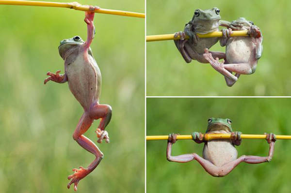 Як жаби гімнастикою займаються (ФОТО) - фото 1