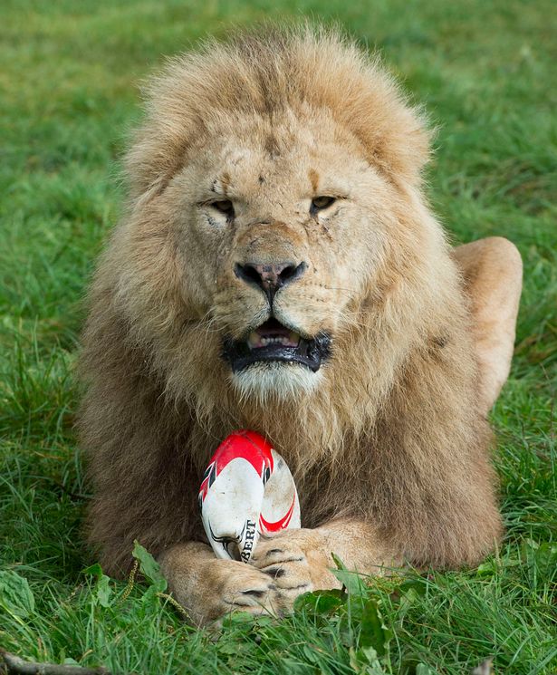 Як леви грали у регбі - фото 1