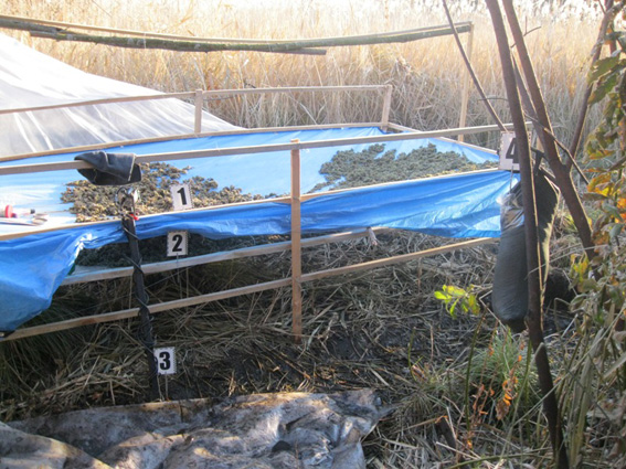 На Сумщині затримали "агронома", який дбайливо доглядав на болоті коноплі для росіян-наркоманів - фото 1