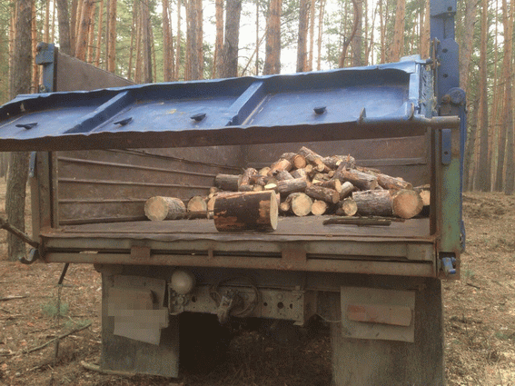 На Луганщині масово вирубують ліс: пеньки залишилися на 1,9 тис. кубометрах (ФОТО) - фото 2