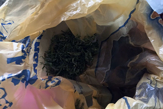 У Мерефі наркоман зберігав "траву" в трилітрових банках   - фото 1