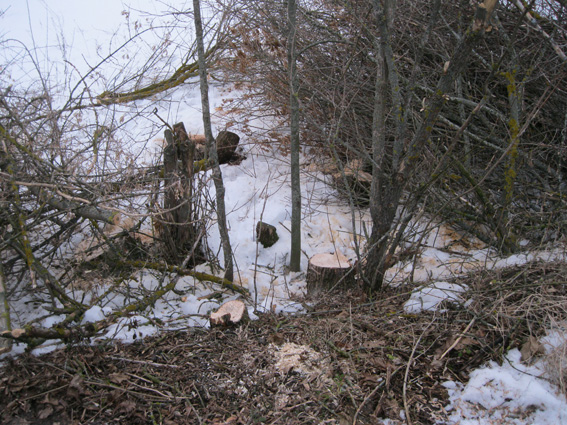 Двох мешканців Сумщини спіймали на незаконній заготівлі дров у лісосмузі - фото 3