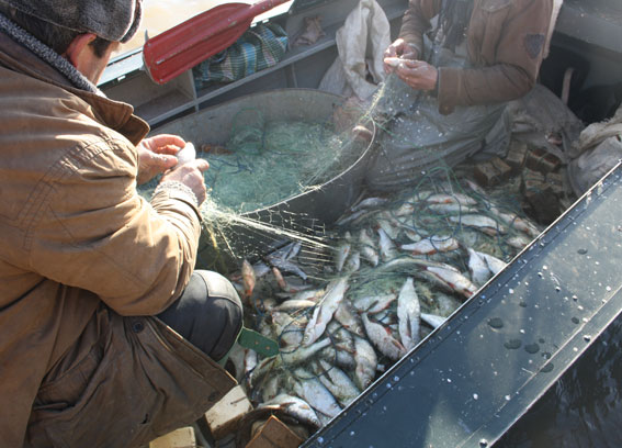На Полтавщині затримали браконьєрів з уловом у 150 кілограм риби  - фото 1
