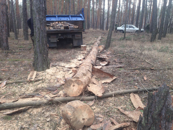 На Луганщині масово вирубують ліс: пеньки залишилися на 1,9 тис. кубометрах (ФОТО) - фото 1