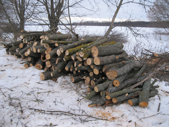 Двох мешканців Сумщини спіймали на незаконній заготівлі дров у лісосмузі - фото 2