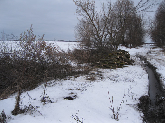 Двох мешканців Сумщини спіймали на незаконній заготівлі дров у лісосмузі - фото 1
