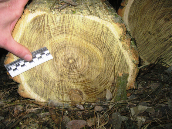 Балаклійський лісник незаконно вирубав дерева - фото 1