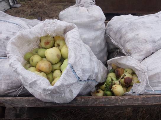  Двоє чоловіків вивозили радіаційні яблука з Чорнобильської зони - фото 1