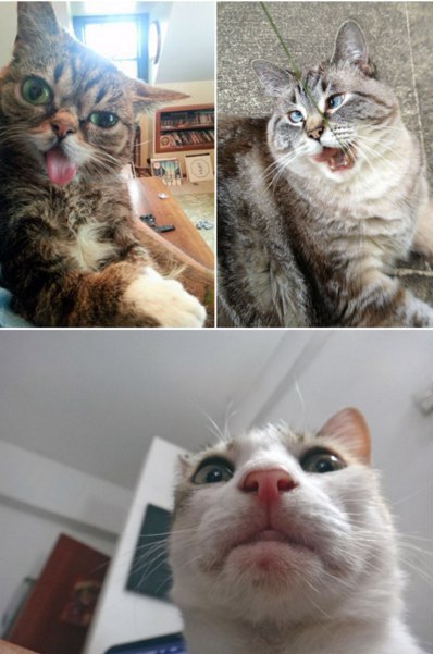 Милота: Як виглядають нефотогенічні коти - фото 1