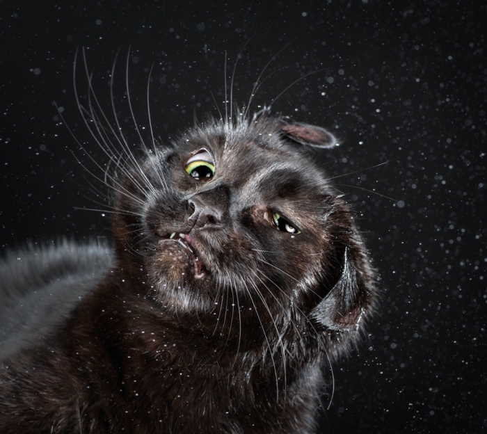 Як насправді виглядають коти, яких облили водою - фото 2