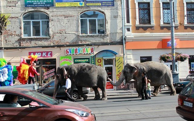 Вінничан обурив слон на автівці - фото 1