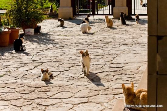 ТОП-8 самых кошачьих мест в мире - фото 17