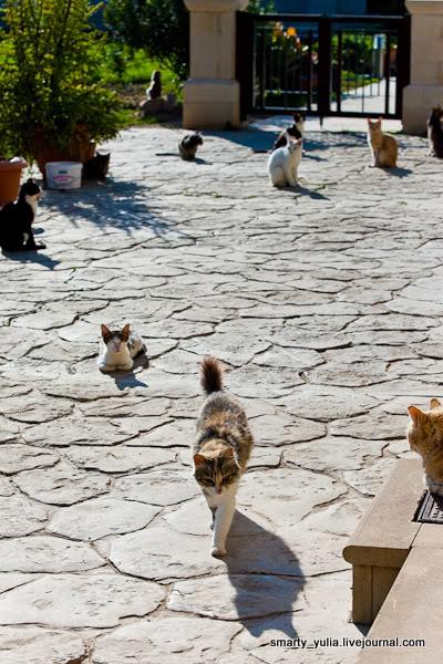 ТОП-8 самых кошачьих мест в мире - фото 19