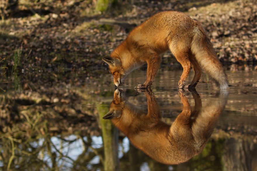 Емоційні лисички з Нідерландів підкорюють Мережу - фото 4