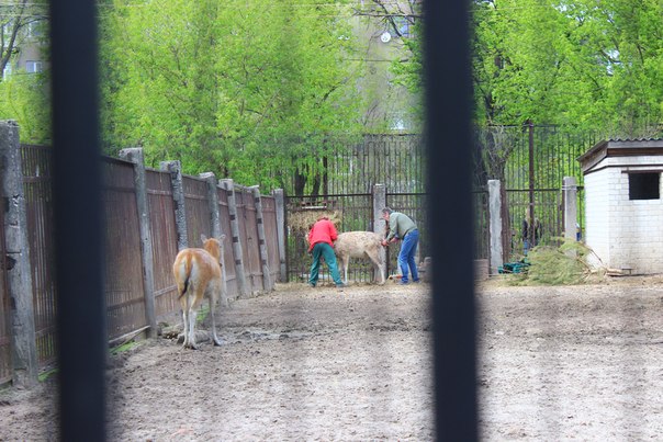 Харків’яни стали свідками народження ледь живого оленя  - фото 1