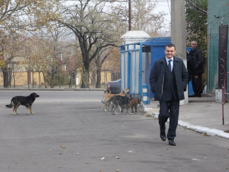 Чому Миколаїв перетворився на рай для диких собак та пекло для людей - фото 4