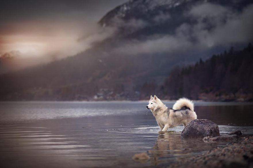 ТОП-15 надзвичайних фото собак у чарівних Альпах  - фото 13