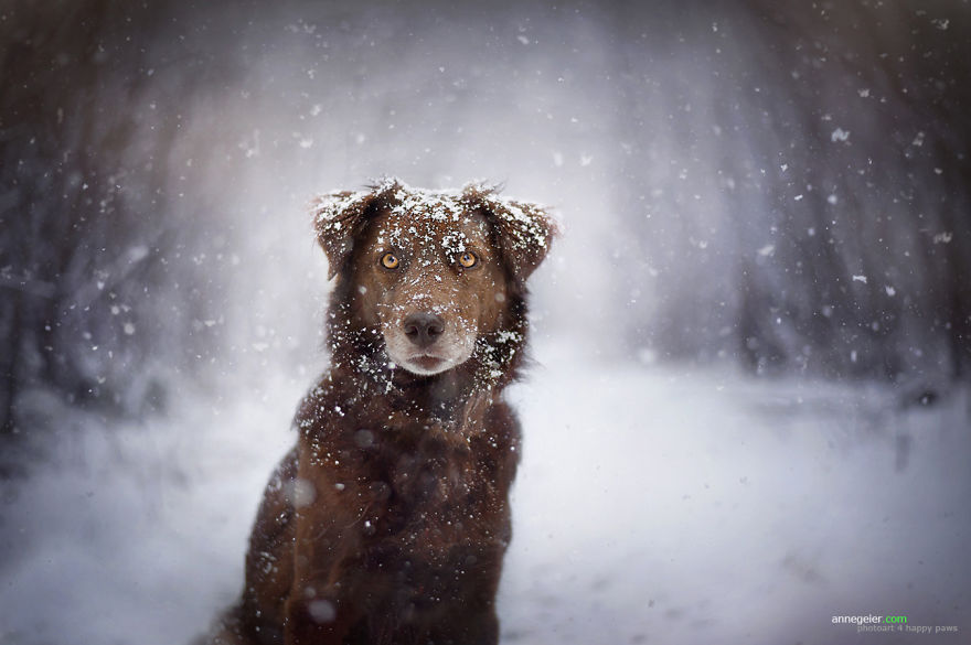 ТОП-15 надзвичайних фото собак у чарівних Альпах  - фото 10