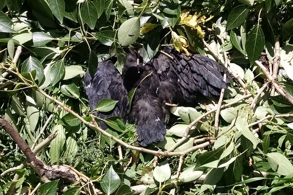 Через спиляні дерева в Запоріжжі загинули пташенята - фото 1