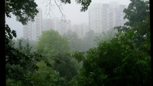 У Харкові розгулялася стихія: вітер ламає дерева  - фото 1