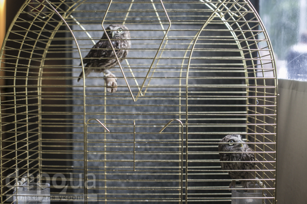 У "логові карателів" у Києві живуть справжні сови (ФОТО) - фото 3