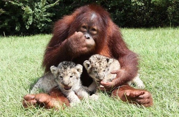Як самка орангутанга стала мамою для маленький гепардів - фото 5