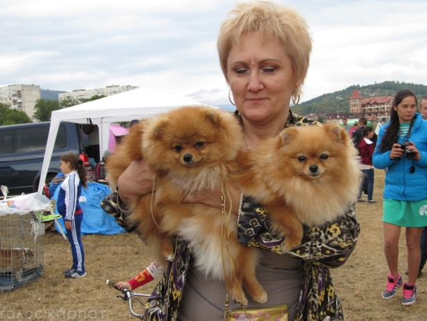В Мукачеві відбувся "конкурс краси" собак - фото 4
