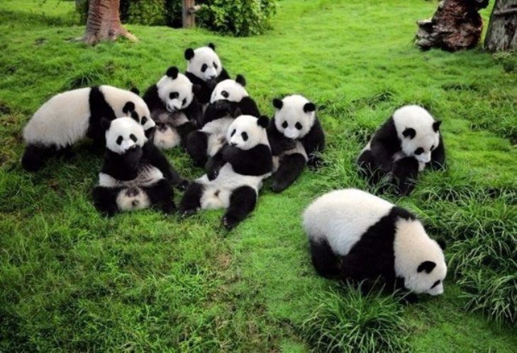 Чому українські діти можуть позаздрити китайським пандам - фото 4