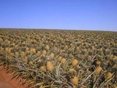 У Чернівецькій області зріє унікальне ананасове поле - фото 1