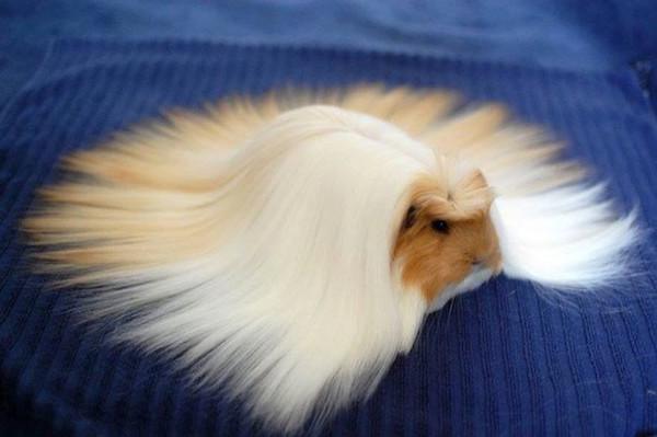 Коса до пояса: Як виглядають неймовірні зачіски у тварин - фото 12