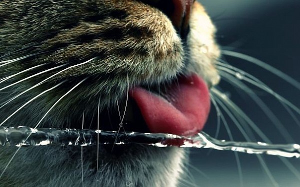 12 котів, які люблять воду (ФОТО) - фото 1