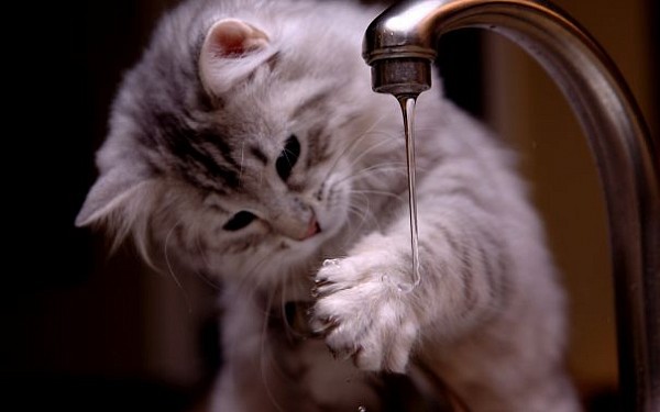 12 котів, які люблять воду (ФОТО) - фото 2