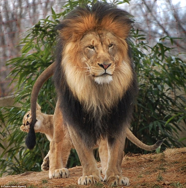 Сімейна драма: лев хотів покарати доньку, але розлючена левиця не дозволила (ФОТО) - фото 1