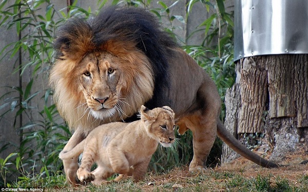 Сімейна драма: лев хотів покарати доньку, але розлючена левиця не дозволила (ФОТО) - фото 2