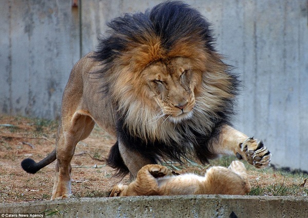 Сімейна драма: лев хотів покарати доньку, але розлючена левиця не дозволила (ФОТО) - фото 3