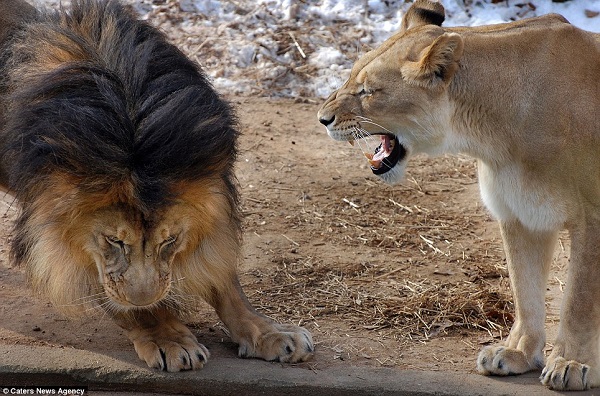 Сімейна драма: лев хотів покарати доньку, але розлючена левиця не дозволила (ФОТО) - фото 4