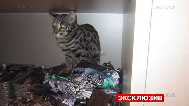 На Росії кішка розгромила бутік в аеропорту - фото 4