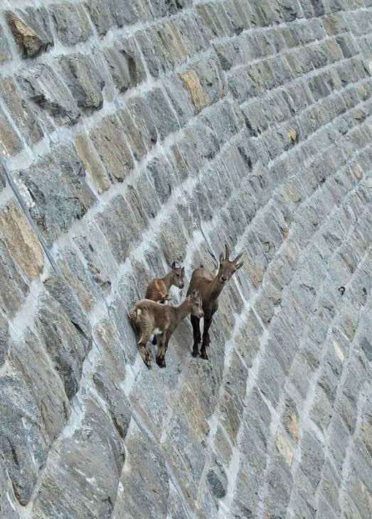 Чому гірські козли не бояться висоти - фото 3