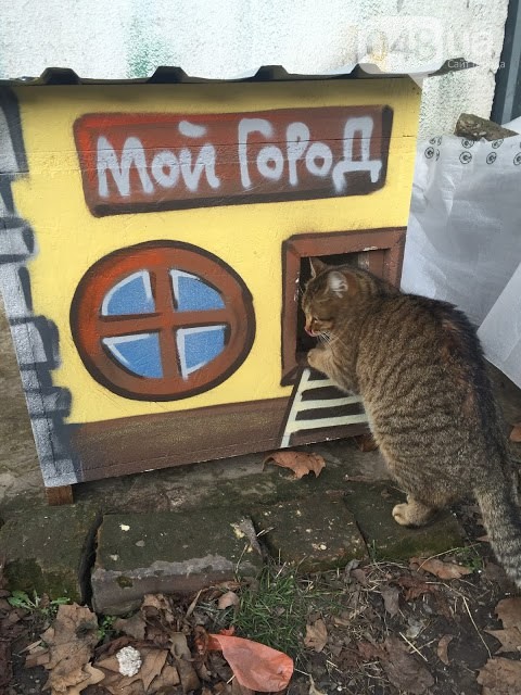 Вуличні коти Одеси "заселяються" у власні квартири (ФОТО) - фото 1