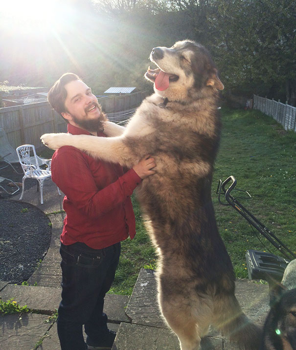 Якими милими і дружелюбними бувають справжні собаки-велетні - фото 10